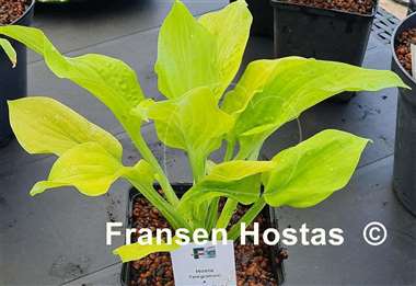 Hosta Telegraham